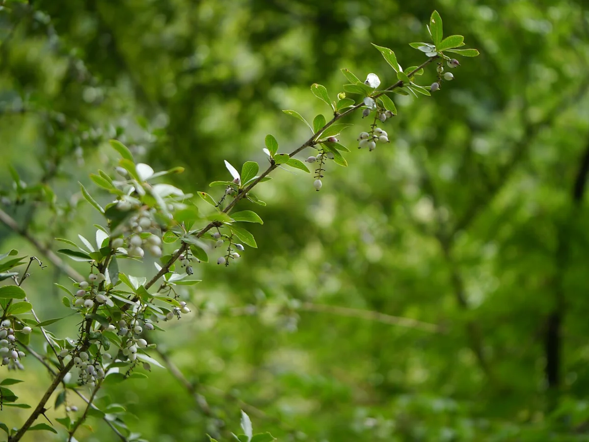 Berberine & Daruharidra (Berberis aristata): Benefits, Evidence, Dosage & Safety