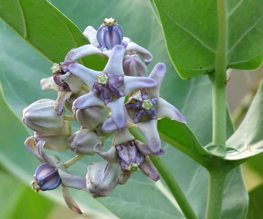 Aak Ka Milk (Calotropis gigantea) — latex
