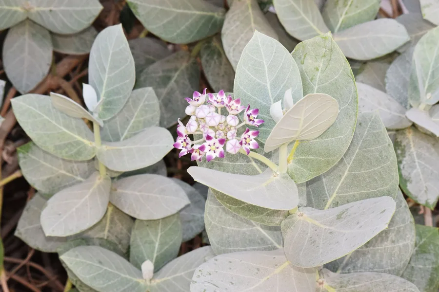 Aak (Calotropis procera) — leaf