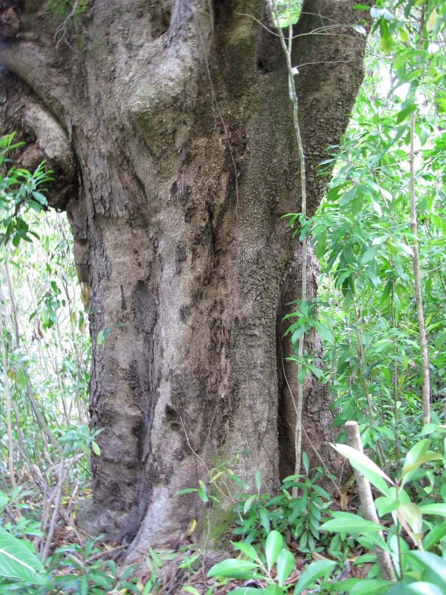 Aam Ki Guthli (Mangifera indica) — stem bark