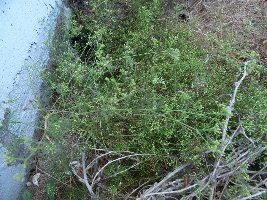 Ajmod (Apium leptophyllum) — seed