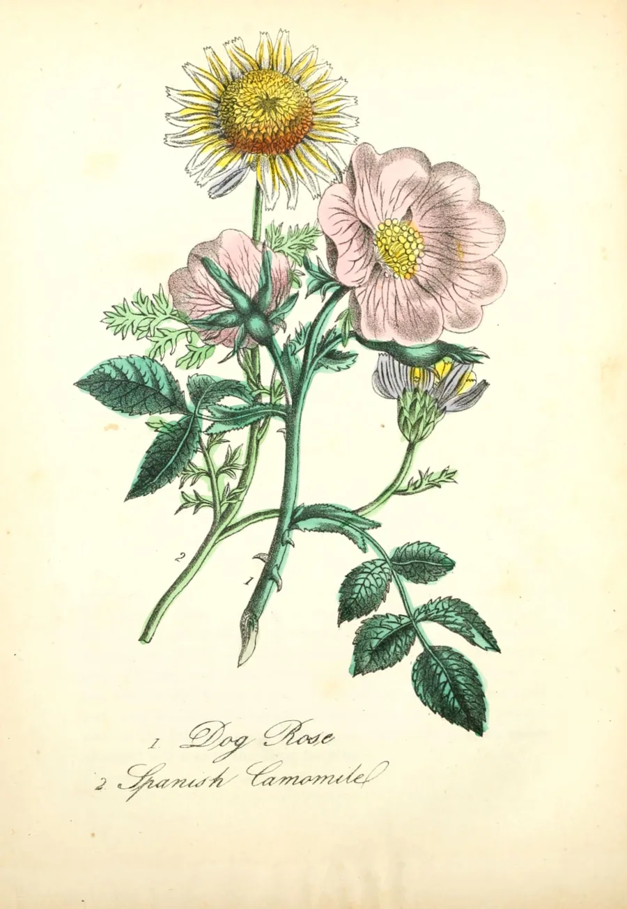 Akarkara (Anacyclus pyrethrum) — root
