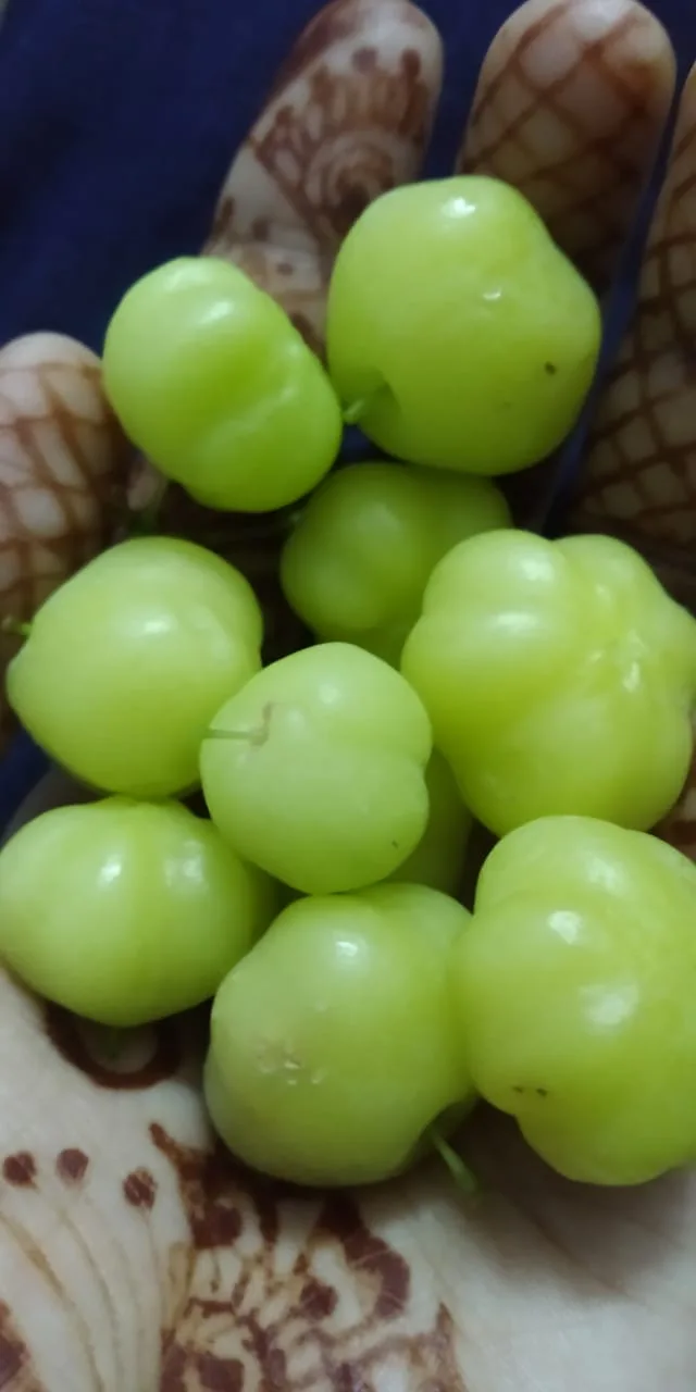 आँवला (Phyllanthus emblica) — fruit