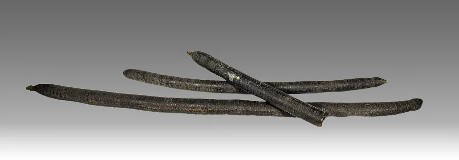Amaltas (Cassia fistula) — fruit