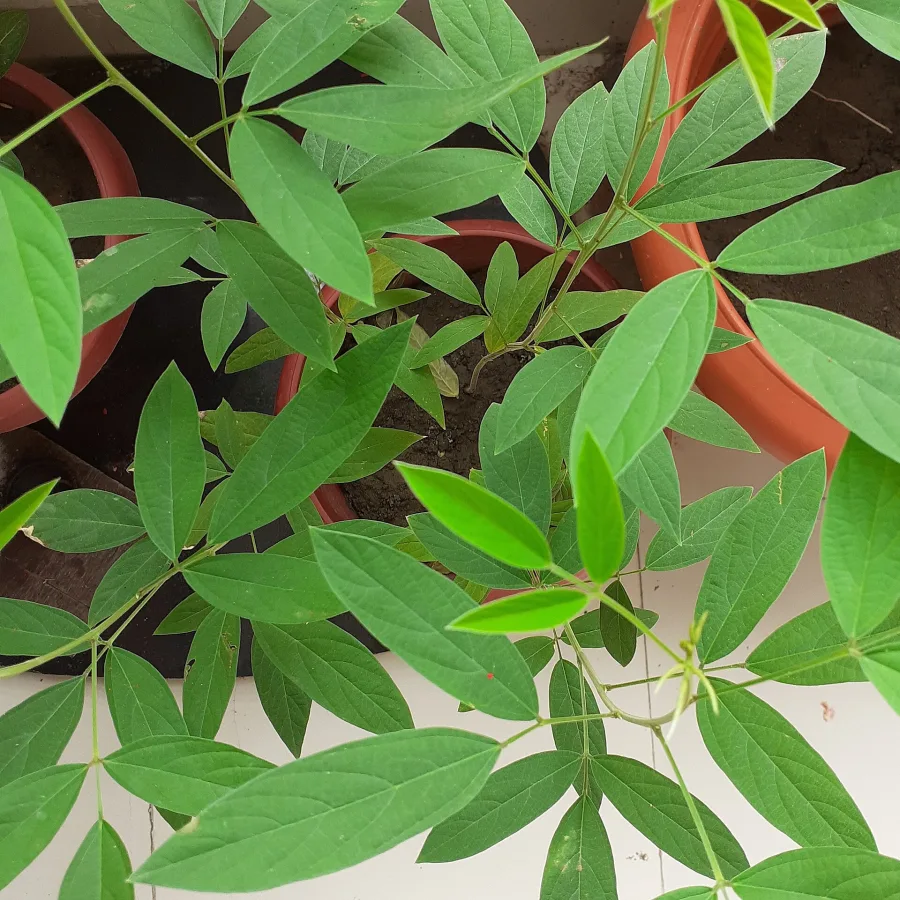 Arhar (Cajanus cajan) — root