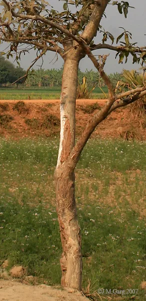 Arjuna (Terminalia arjuna) — bark