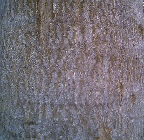 अरलु (Ailanthus excelsa) — bark