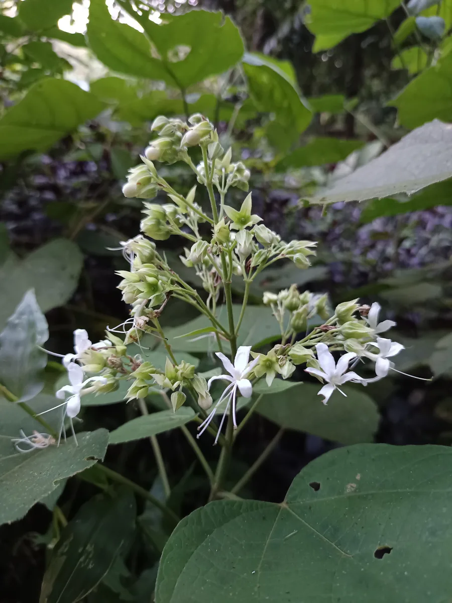 Arni (Clerodendrum phlomidis) — root