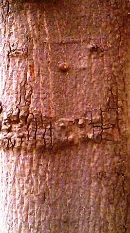 Ashoka (Saraca asoca) — bark