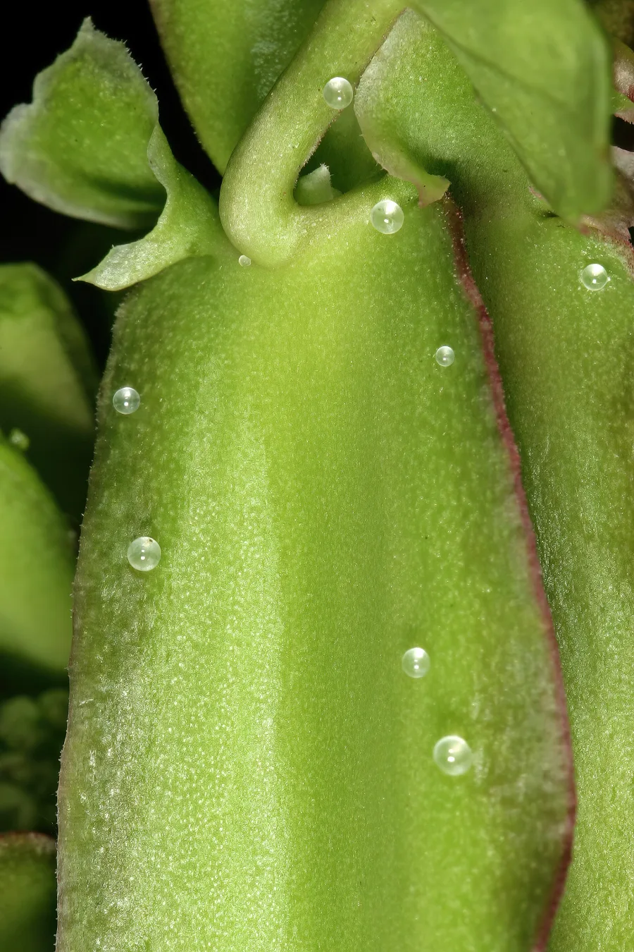 हड़जोड़ (Cissus quadrangularis) — stem