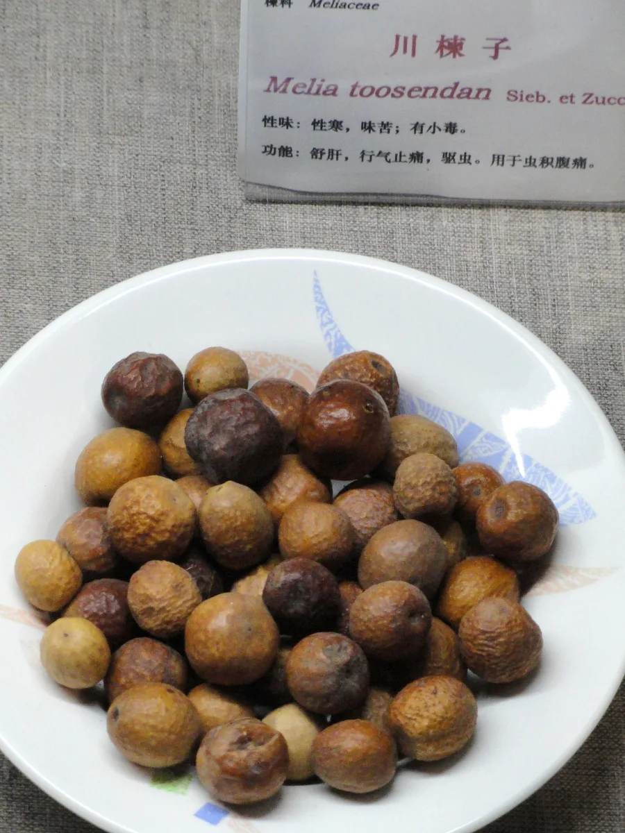 Bakayan Ki Chhal (Melia azedarach) — seed
