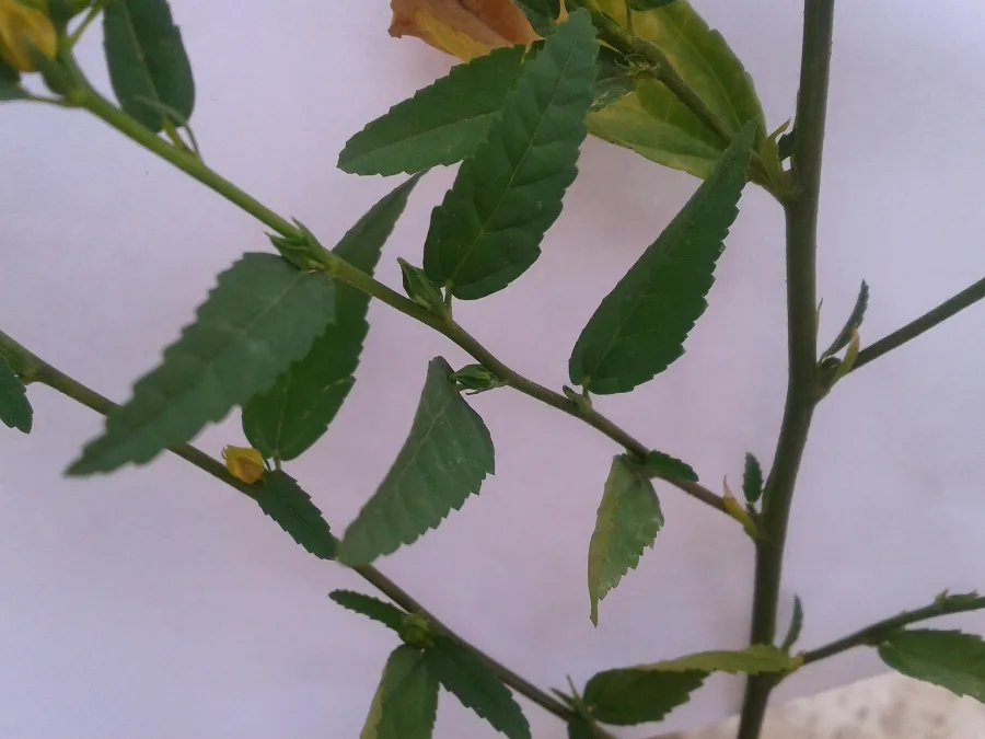 Bala (Sida cordifolia) — root