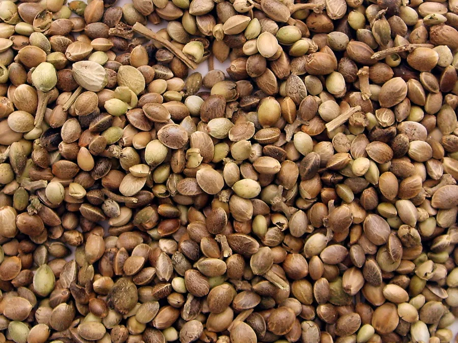 Bhang (Cannabis sativa) — seed