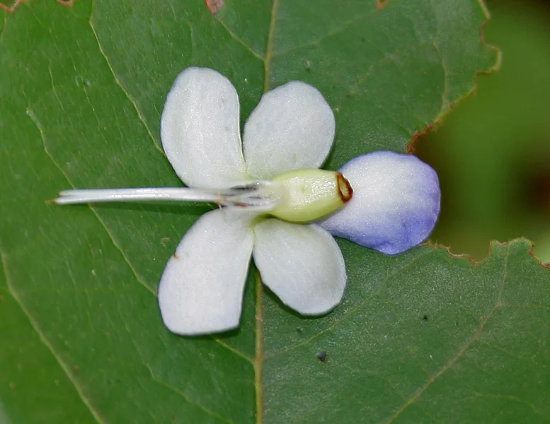 Bharangi (Clerodendrum serratum) — leaf