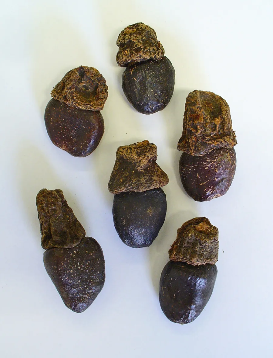 Bhilawa (Semecarpus anacardium) — fruit