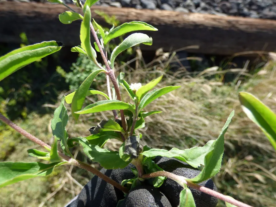 Bhringraj (Eclipta prostrata) — whole plant