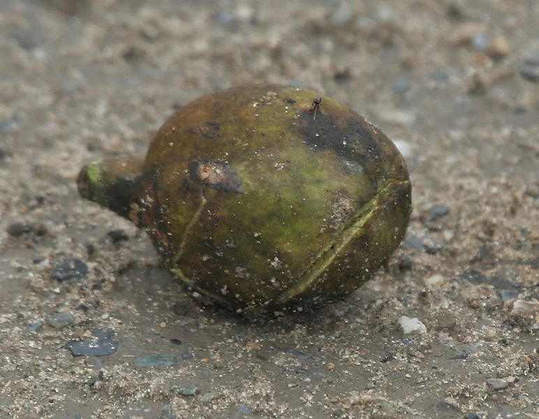 बहेड़ा (Terminalia bellirica) — fruit