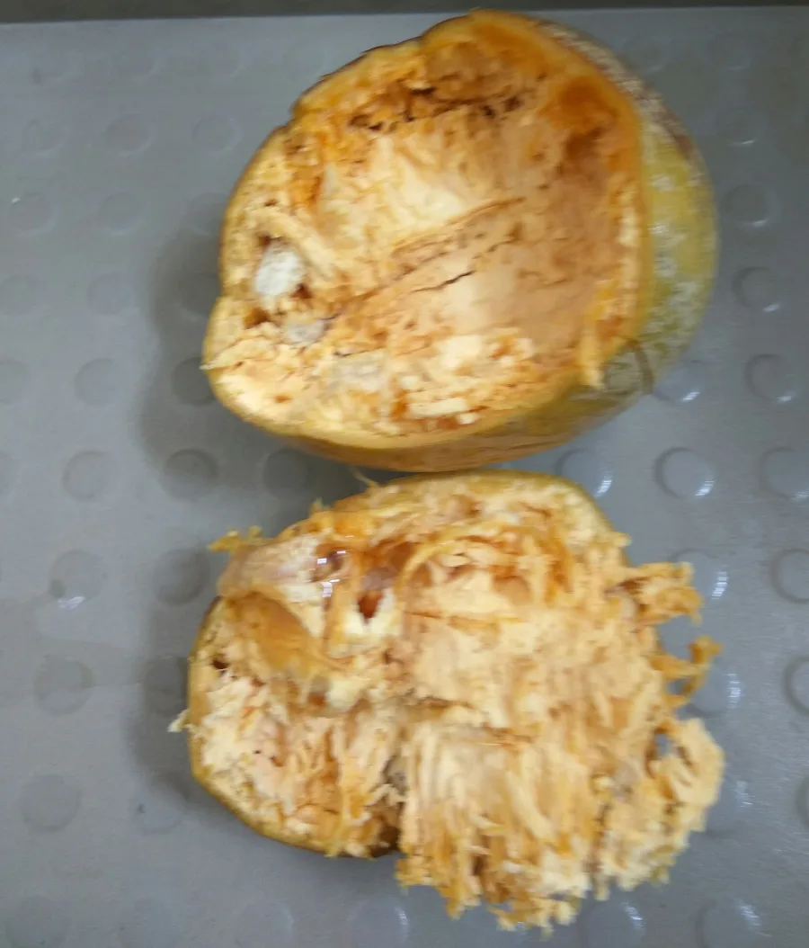 बेल (Aegle marmelos) — fruit