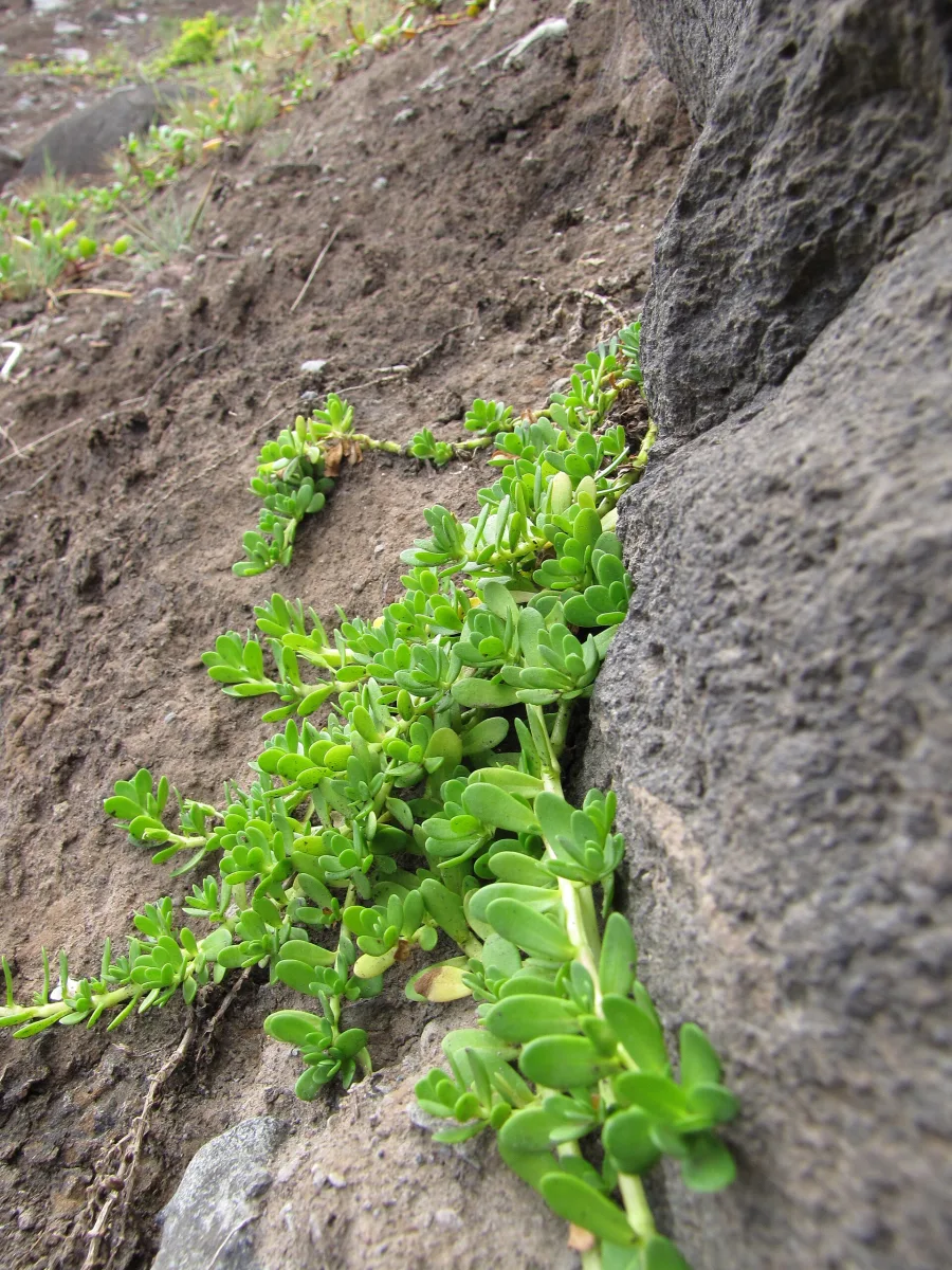 Brahmi (Bacopa monnieri) — whole plant