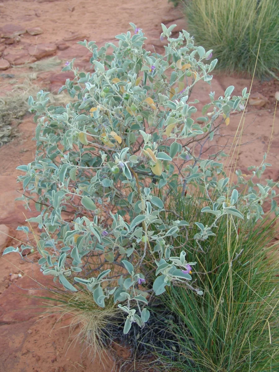 Brihati (Solanum indicum) — whole plant
