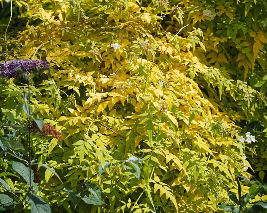 Chameli (Jasminum officinale) — leaf