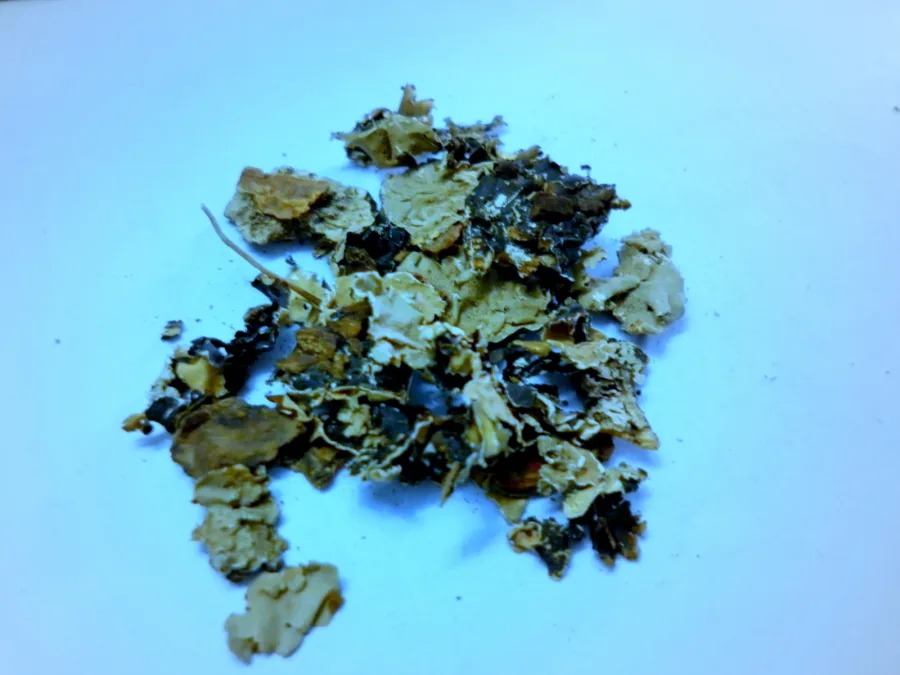 Chhaldila (Parmelia perlata) — lichen