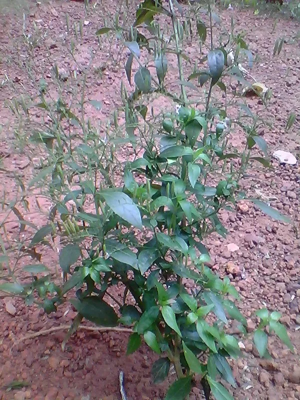 Chiraita (Swertia chirata) — whole plant