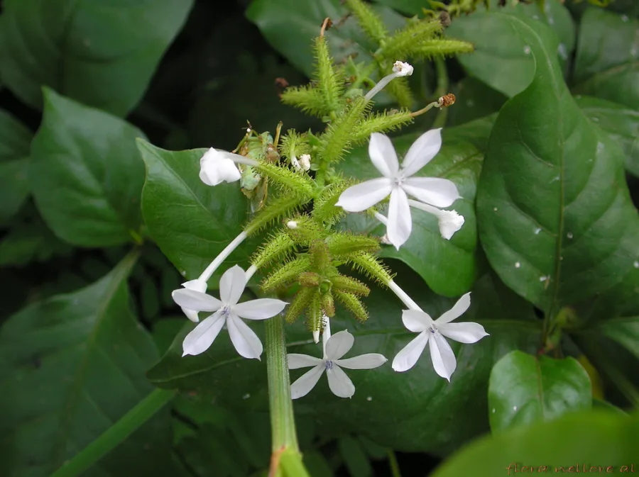 Chitraka (Plumbago zeylanica) — root