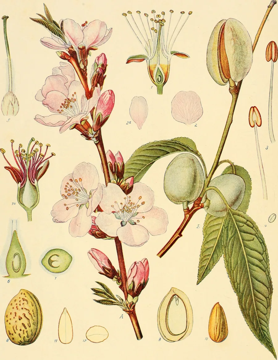 Cold-pressed Almond (Prunus dulcis) — seed