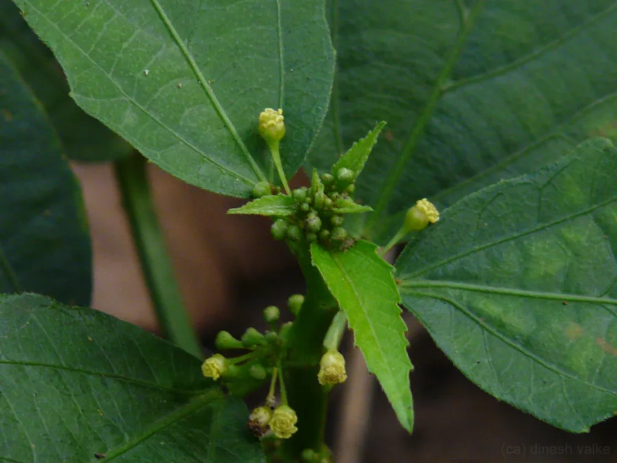 Danti (Baliospermum montanum) — root