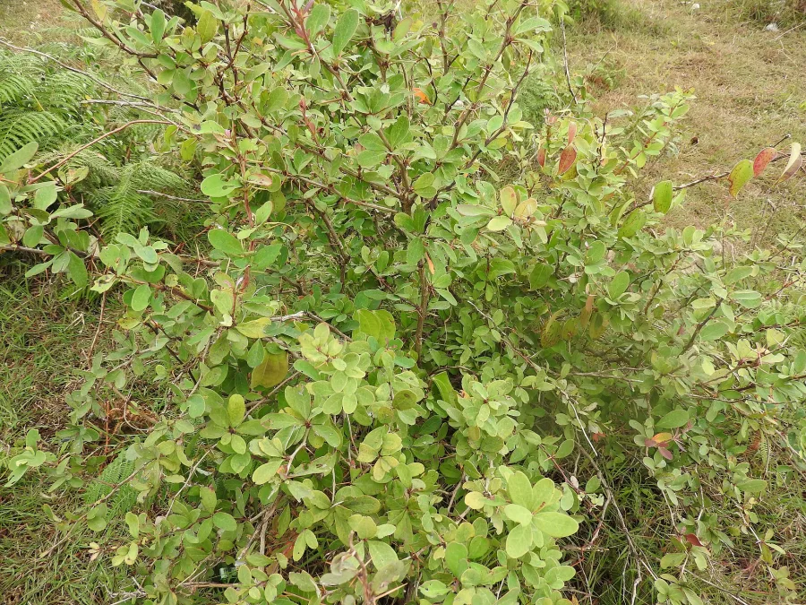 दारुहल्दी (Berberis aristata) — stem