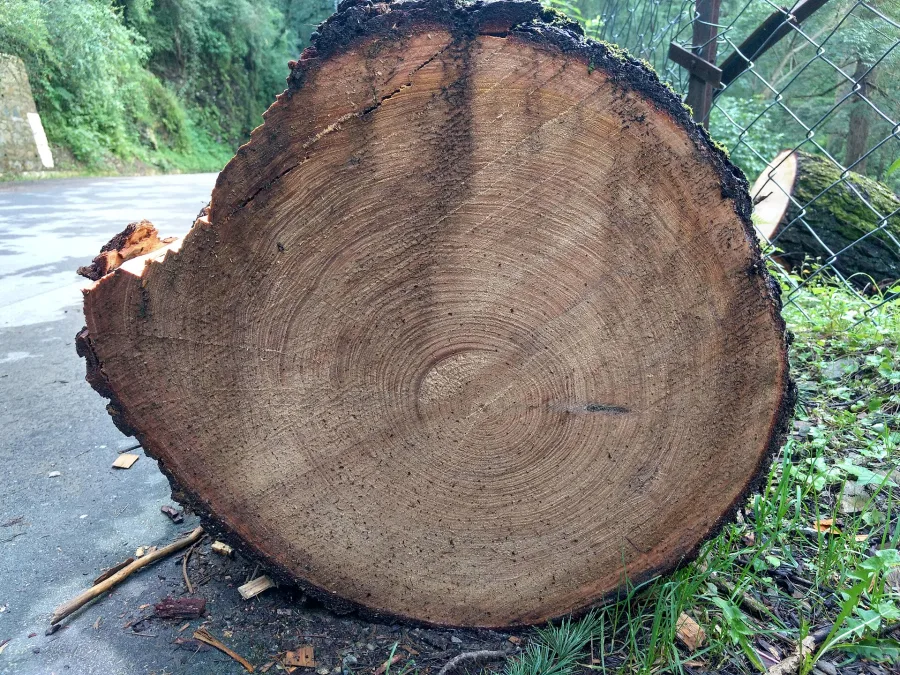 Devadaru (Cedrus deodara) — heartwood