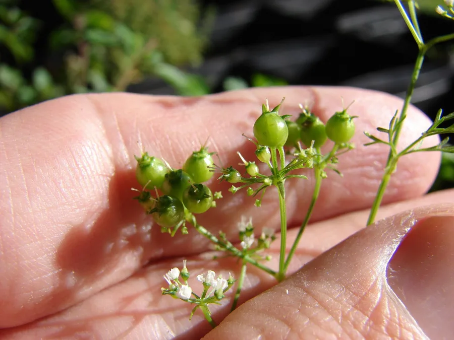 धनिया (Coriandrum sativum) — fruit