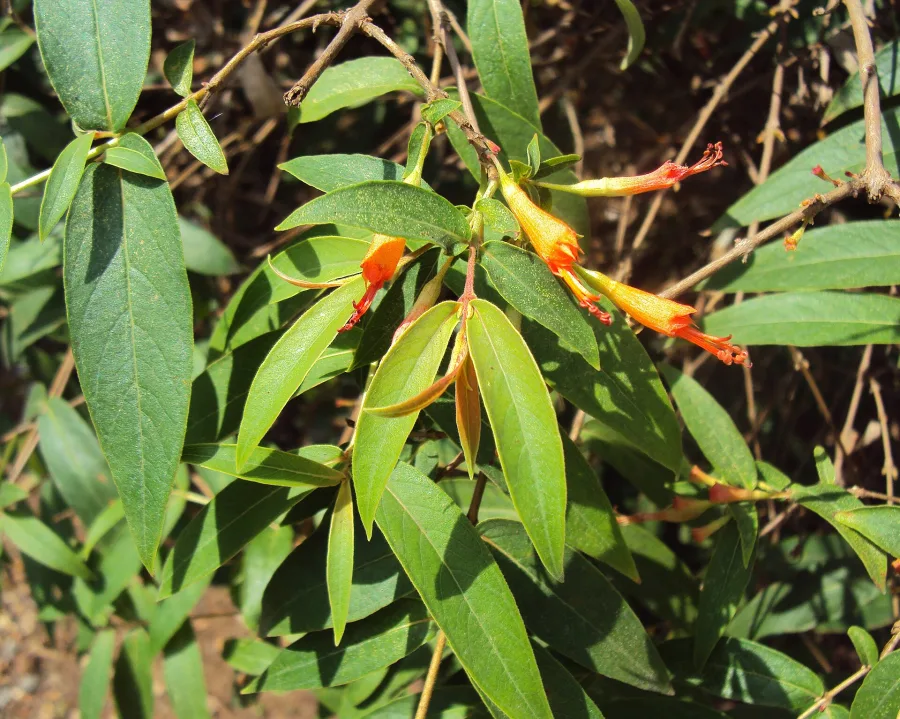 Dhataki (Woodfordia fruticosa) — flower