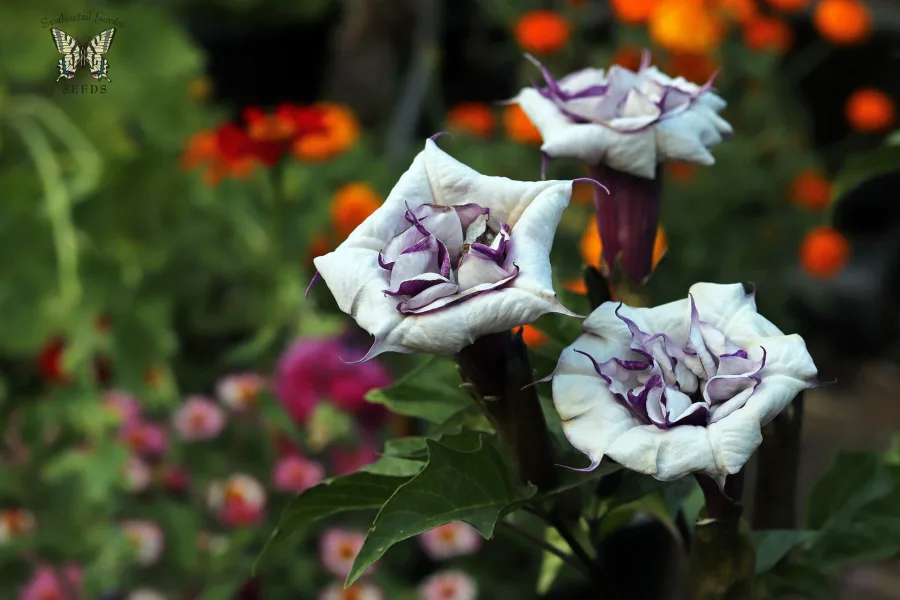 धतूरा (Datura metel) — seed