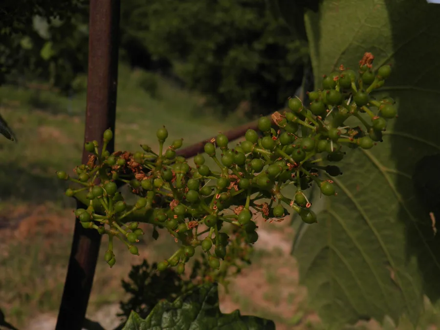 Draksha (Vitis vinifera) — fruit
