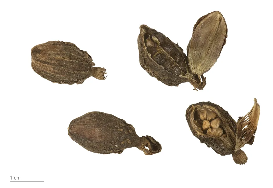 इलायची बड़ी (Amomum subulatum) — fruit