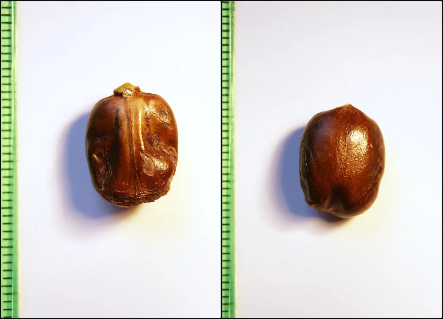 Eranda (Ricinus communis) — seed