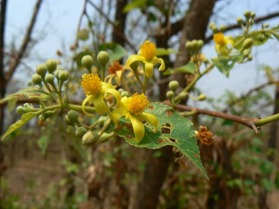 फालसा (Grewia asiatica) — fruit