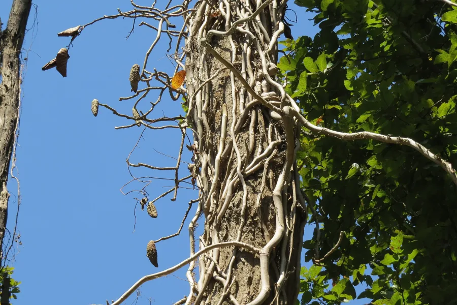 Gaj Pippal (Scindapsus officinalis) — fruit