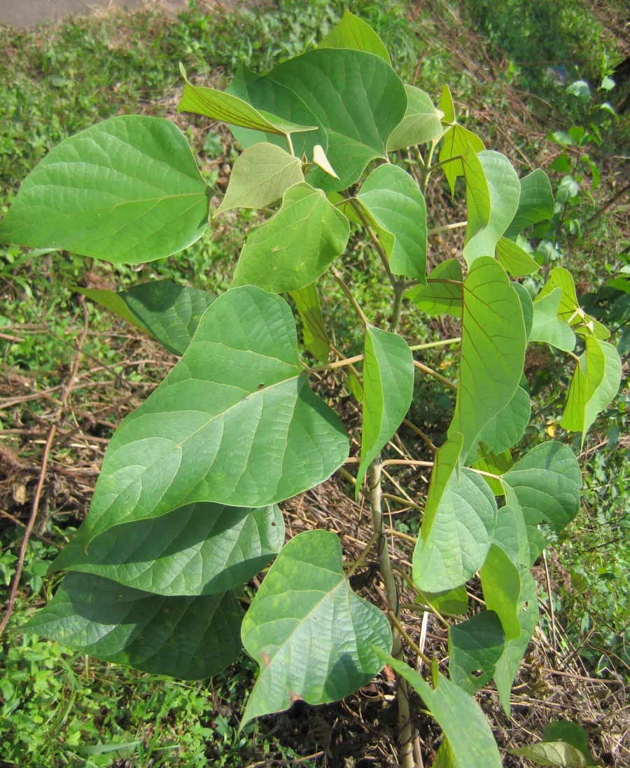 गंभारी, गम्हार (Gmelina arborea) — root