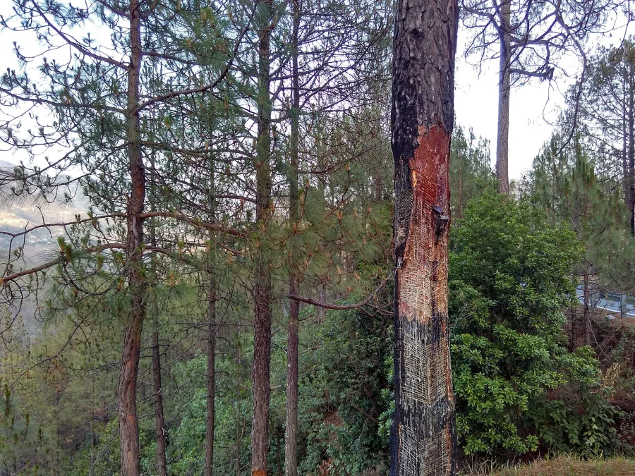 गन्धाबिरोजा (Pinus longifolia) — resin