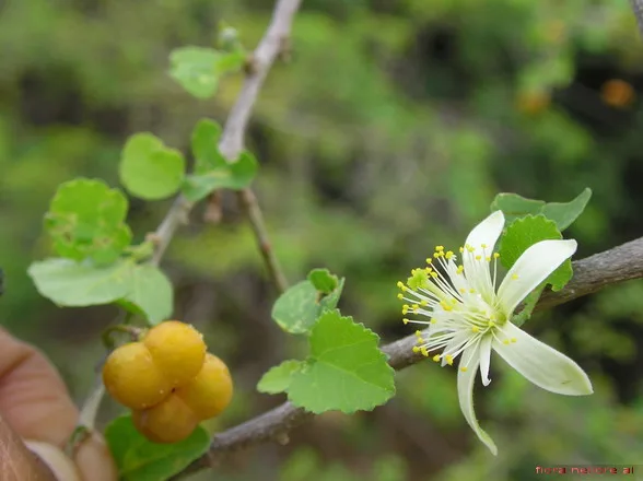 गंगेरन (Grewia tenax) — fruit