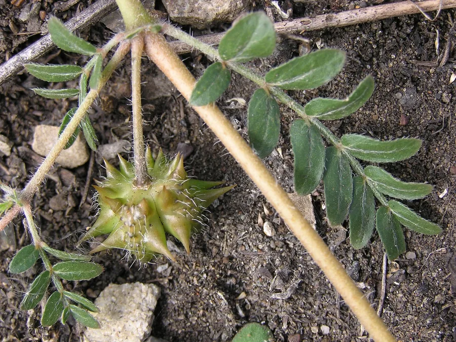 गोखरू (Tribulus terrestris) — fruit
