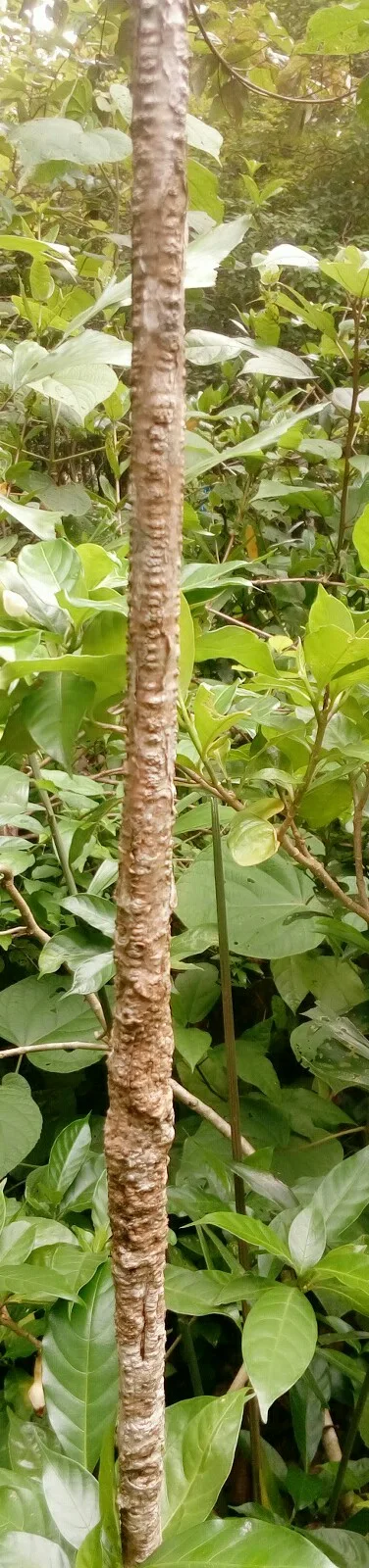 Guduchi (Tinospora cordifolia) — stem