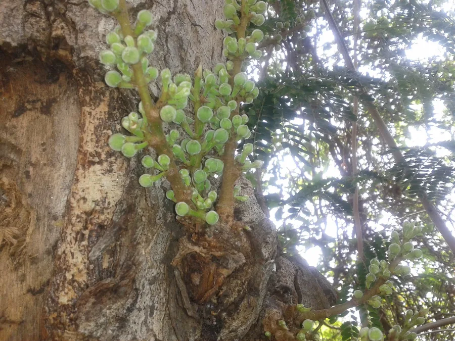 Gular Chhal (Ficus glomerata) — stem bark