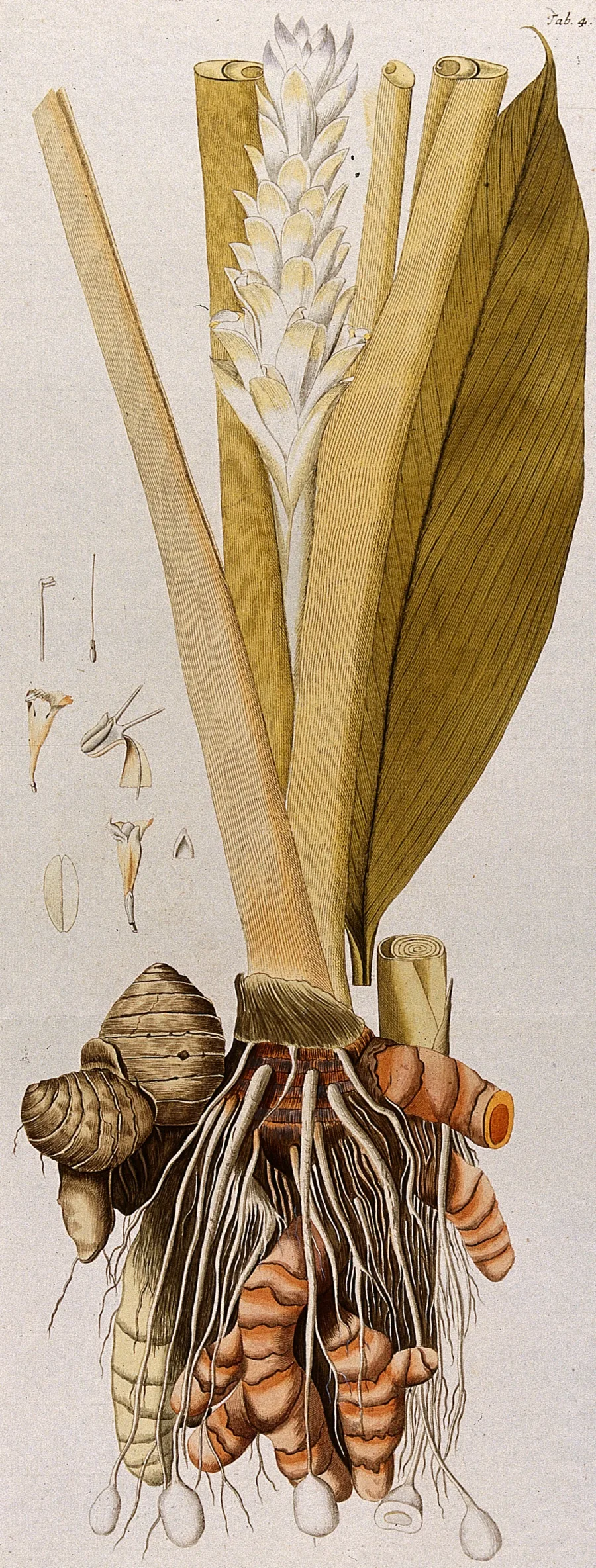 हल्दी (Curcuma longa) — rhizome