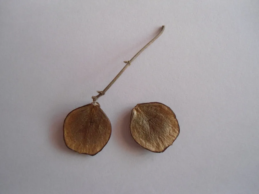 हरसिंगार (Nyctanthes arbor-tristis) — seed
