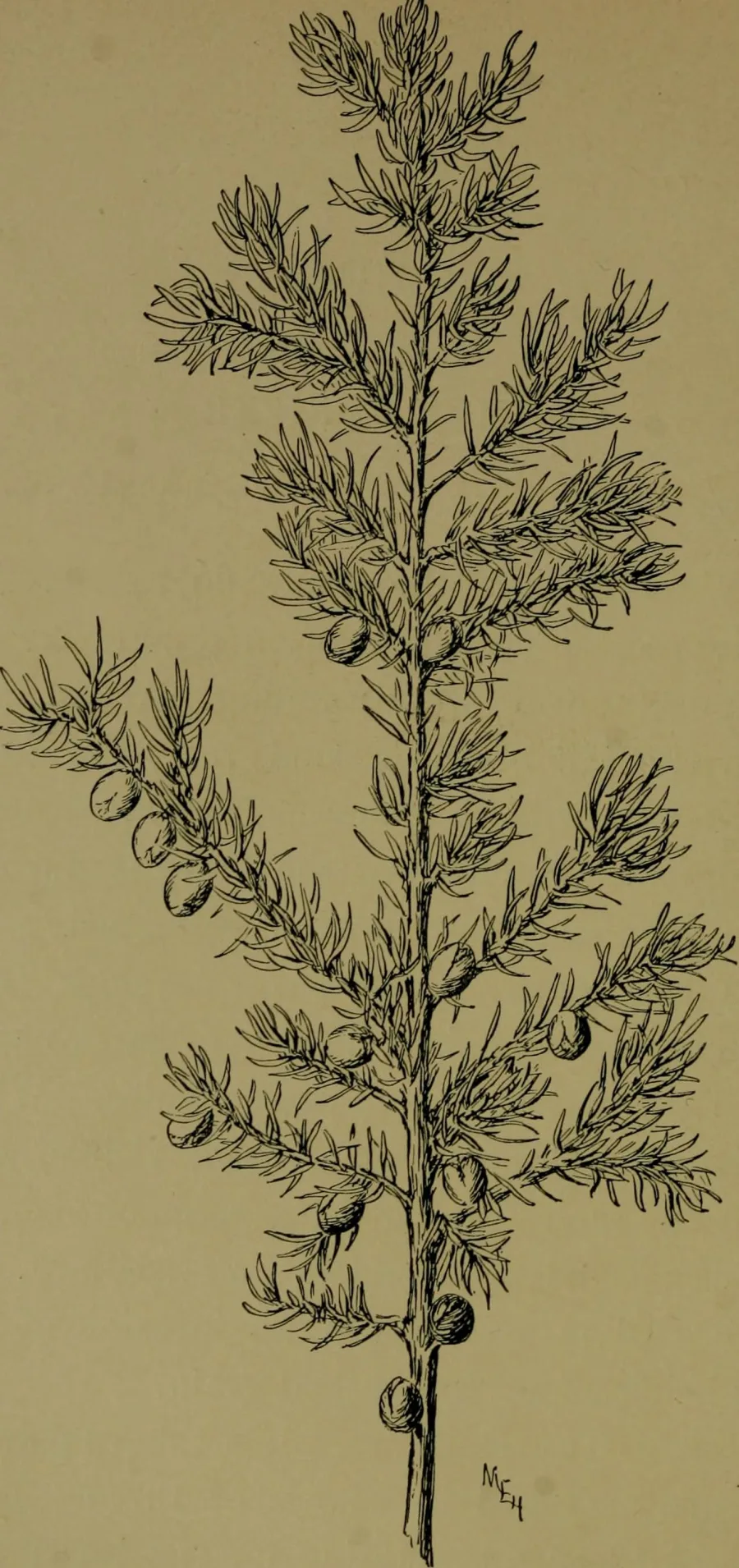 Hauber (Hapusha) (Juniperus communis) — fruit