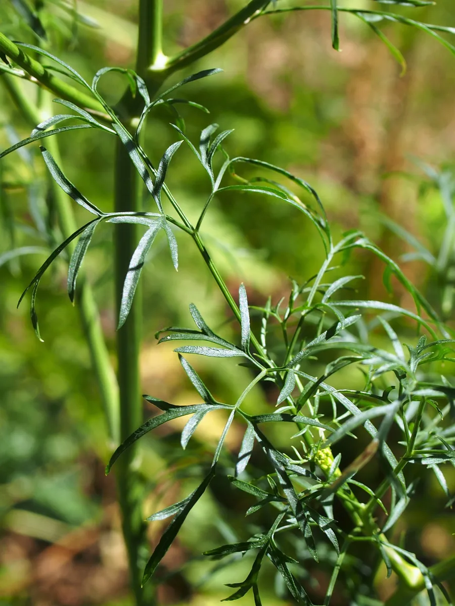 Hingu (Ferula asafoetida) — oleo-gum resin